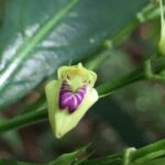 Planta considerada desaparecida há 100 anos ressurge no Rio de Janeiro