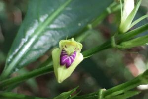 Planta considerada desaparecida há 100 anos ressurge no Rio de Janeiro