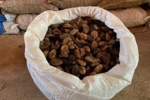 Preço da castanha cai na região do Baixo Amazonas em abril