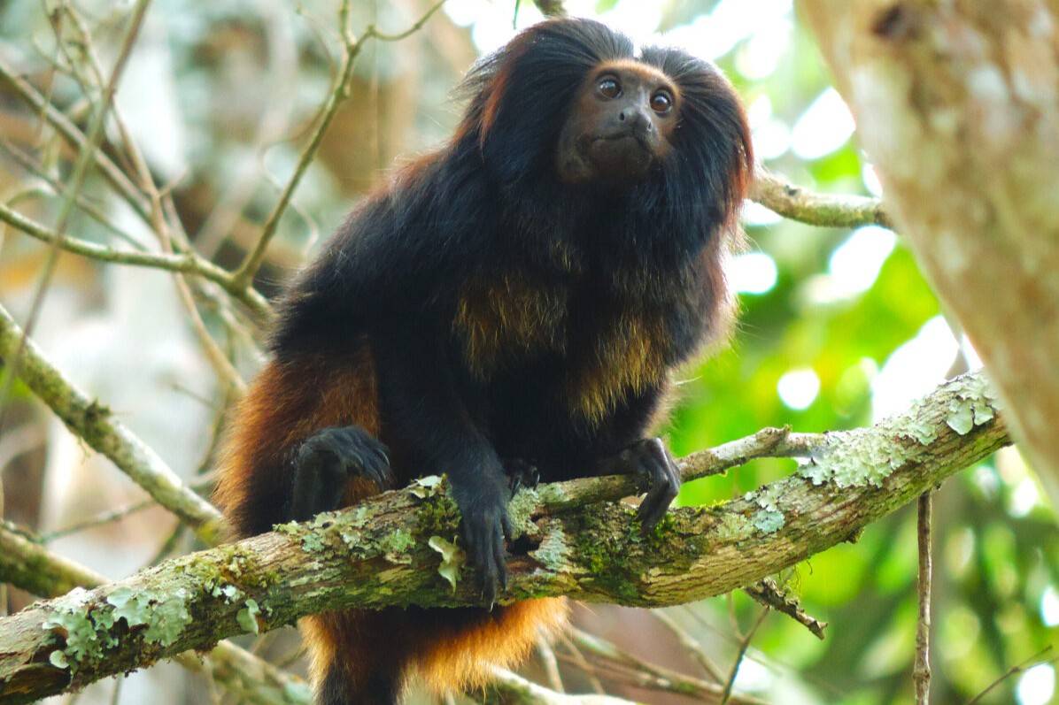 Que Macaco é Esse? Aplicativo ajuda a identificar primatas de SP