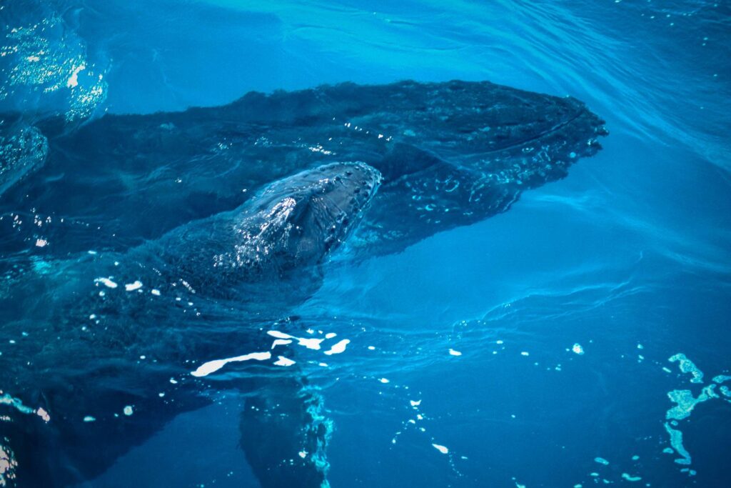 Recifes, jubartes e a conta global da proteção marinha