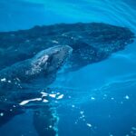 Recifes, jubartes e a conta global da proteção marinha