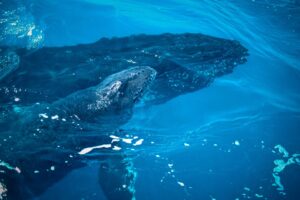 Recifes, jubartes e a conta global da proteção marinha