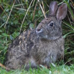 Tapiti: o coelho da Páscoa brasileiro