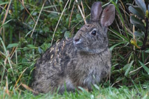 Tapiti: o coelho da Páscoa brasileiro