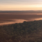 Vegetação da Amazônia se torna menos diversa por conta de incêndios, secas e tempestades
