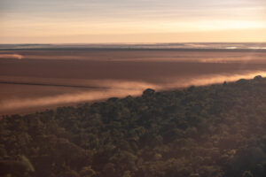 Vegetação da Amazônia se torna menos diversa por conta de incêndios, secas e tempestades
