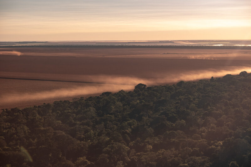 Vegetação da Amazônia se torna menos diversa por conta de incêndios, secas e tempestades