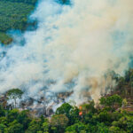 A Amazônia arde – Amazônia Real