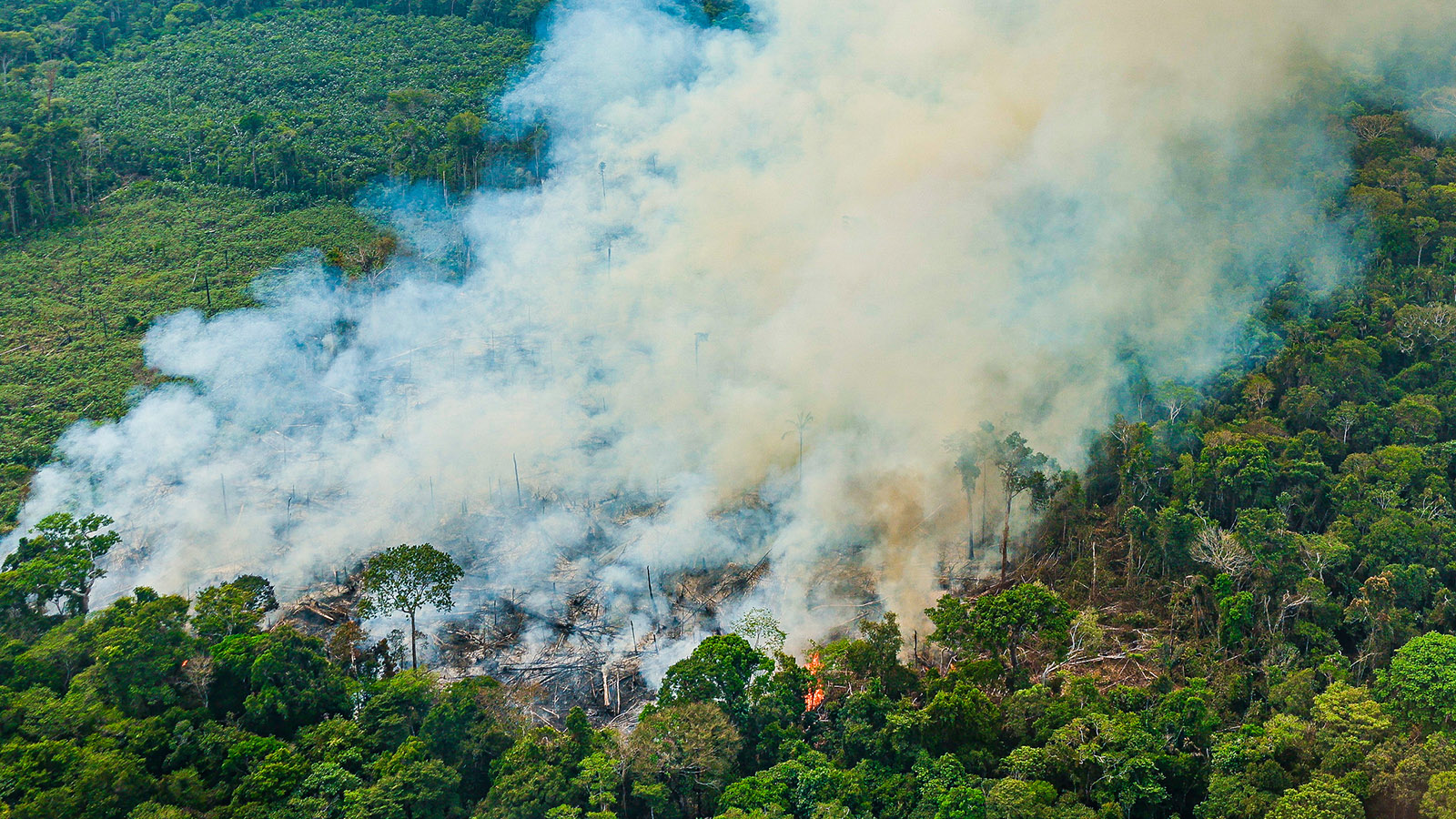 A Amazônia arde – Amazônia Real