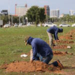 A capital das árvores? Como Palmas tenta expandir sua cobertura verde