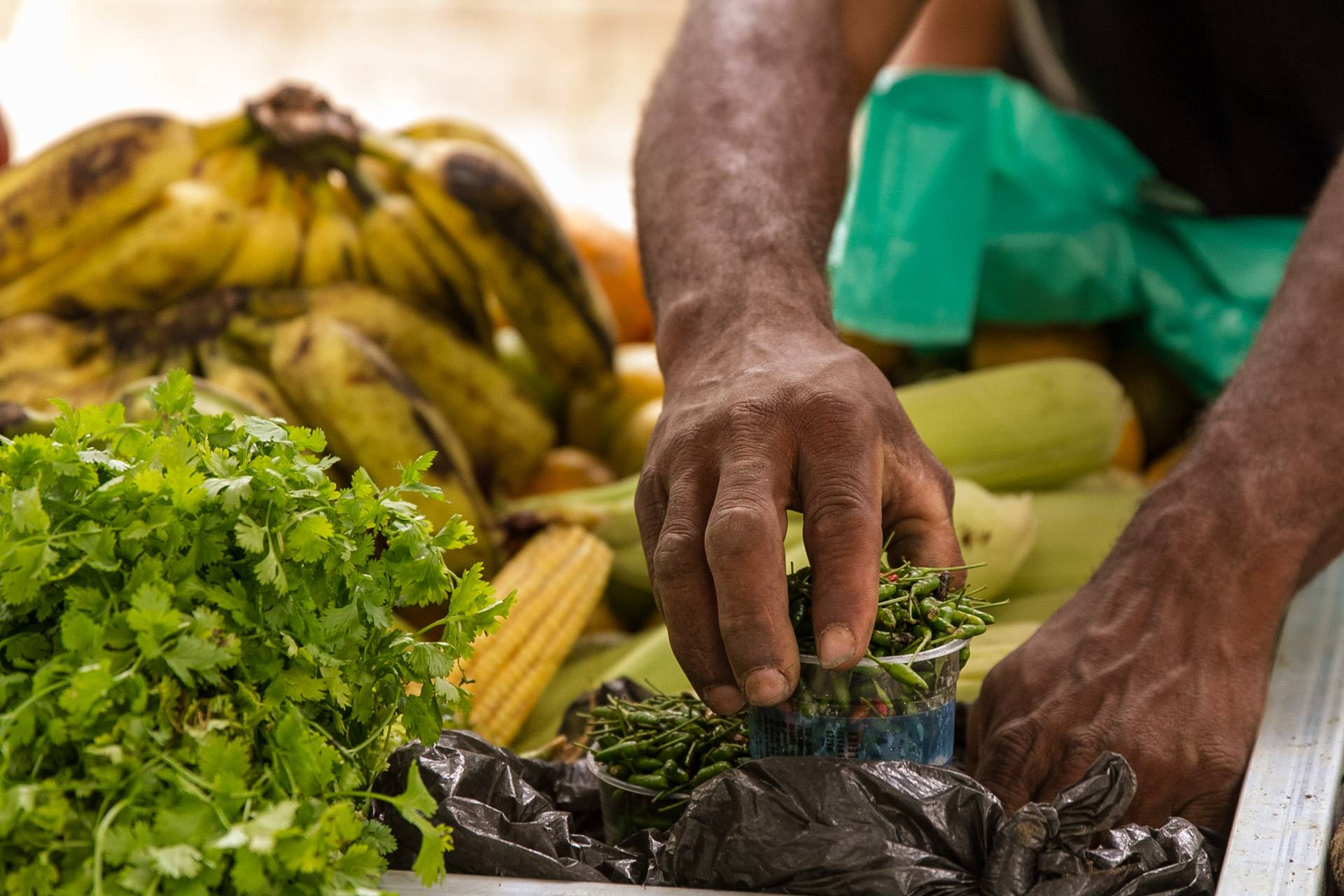 Alimentação vegetal une proteção à saúde humana, aos animais e ao meio ambiente