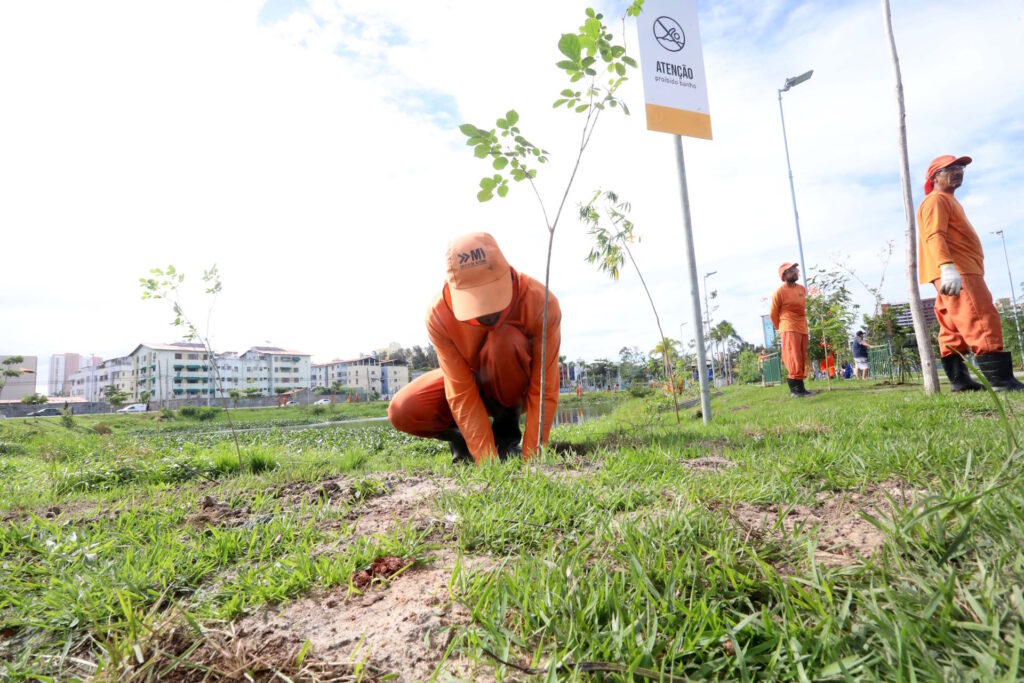 Arborização urbana esbarra na falta de continuidade das prefeituras