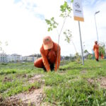 Arborização urbana esbarra na falta de continuidade das prefeituras