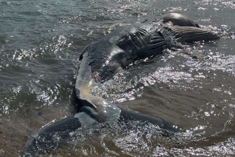 Baleia-jubarte morta em Ilhabela passa por autópsia