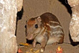 Caça de paca na Amazônia ameaça saúde de comunidades
