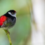Campanha nacional usa canto das aves para defender a Mata Atlântica