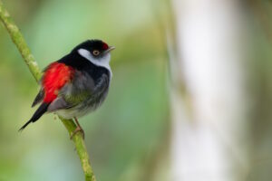 Campanha nacional usa canto das aves para defender a Mata Atlântica