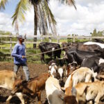 Falhas no financiamento dificultam adaptação climática da pecuária familiar em Sergipe