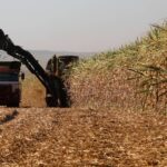 How São Paulo’s sugarcane burning ban drove economic and social development
