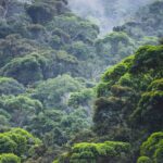 Mata Atlântica tem menor desmatamento em 40 anos, mas flexibilização ambiental ameaça avanço