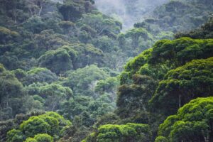 Mata Atlântica tem menor desmatamento em 40 anos, mas flexibilização ambiental ameaça avanço