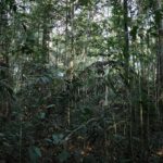 Mesmo impactadas, florestas primárias ainda são principal fonte de biodiversidade na Amazônia