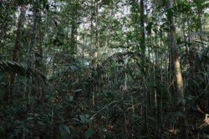 Mesmo impactadas, florestas primárias ainda são principal fonte de biodiversidade na Amazônia
