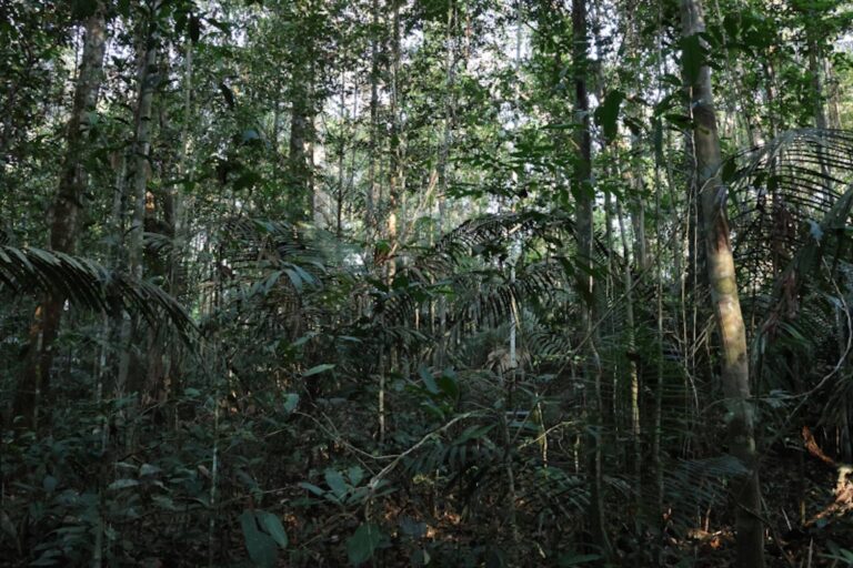 Mesmo impactadas, florestas primárias ainda são principal fonte de biodiversidade na Amazônia