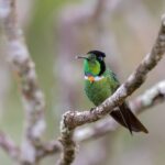 Mudanças climáticas encurralam aves nas montanhas da Chapada Diamantina