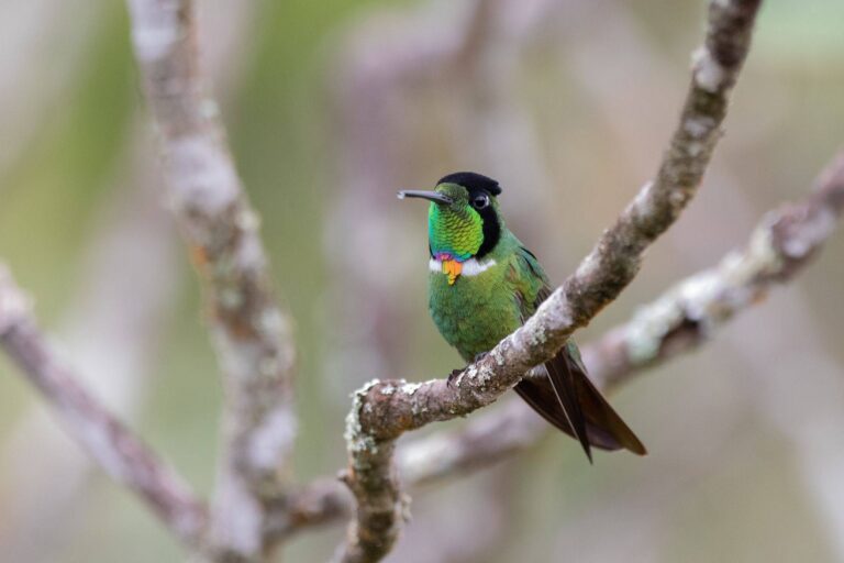 Mudanças climáticas encurralam aves nas montanhas da Chapada Diamantina