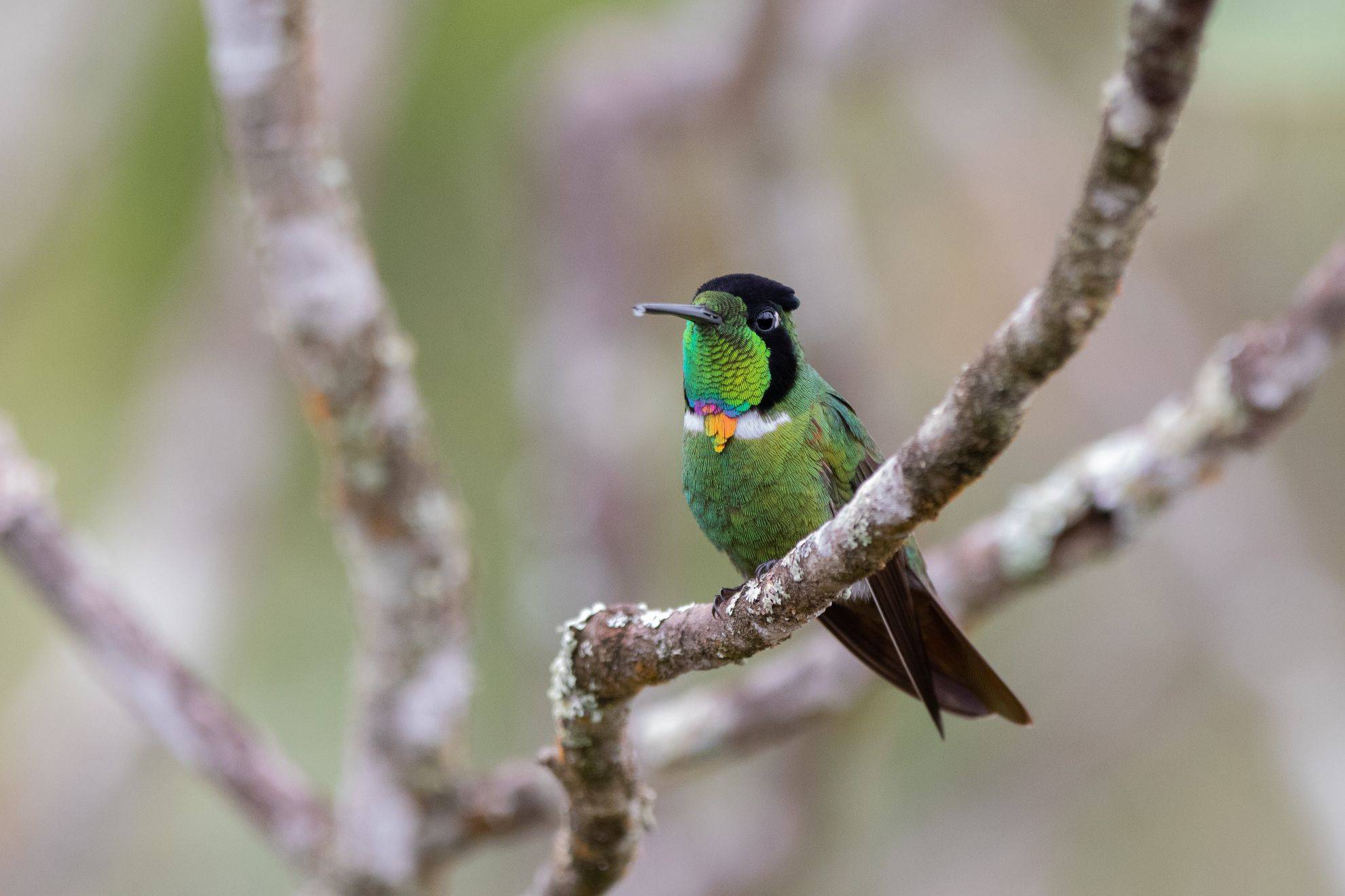 Mudanças climáticas encurralam aves nas montanhas da Chapada Diamantina