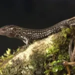 Nova espécie de lagarto é descoberta em Cajamarca, no Peru