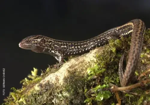 Nova espécie de lagarto é descoberta em Cajamarca, no Peru