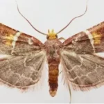 Nova espécie de mariposa homenageia o Papa Leão XIV