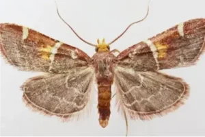 Nova espécie de mariposa homenageia o Papa Leão XIV