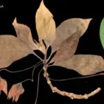 Novas espécies de plantas são achadas em floresta peruana