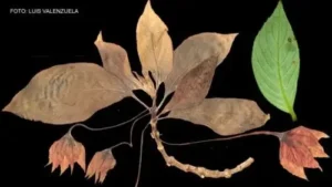 Novas espécies de plantas são achadas em floresta peruana