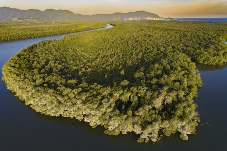 O livro ‘Manguezal Carioca’ destaca a relevância do ecossitema através da ciência e arte