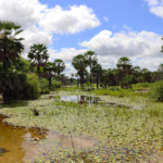 Peixes-das-nuvens ameaçados expõem contaminação por petróleo na Caatinga potiguar