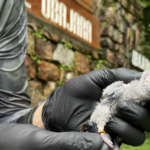 Periquito-cara-suja volta a se reproduzir na Serra da Ibiapaba após mais de um século