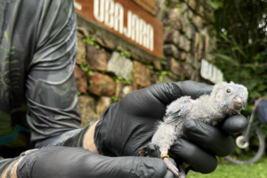Periquito-cara-suja volta a se reproduzir na Serra da Ibiapaba após mais de um século