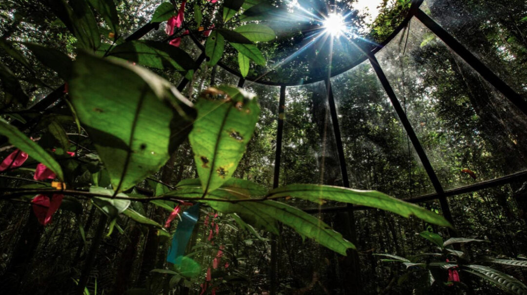 Plantas da Amazônia se reestruturam para absorver nutrientes