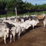 Roraima ganha 1ª estação de pré-embarque de gado vivo