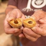 Uma castanha brasileira que ajuda a proteger o Cerrado