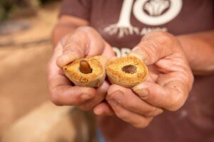 Uma castanha brasileira que ajuda a proteger o Cerrado
