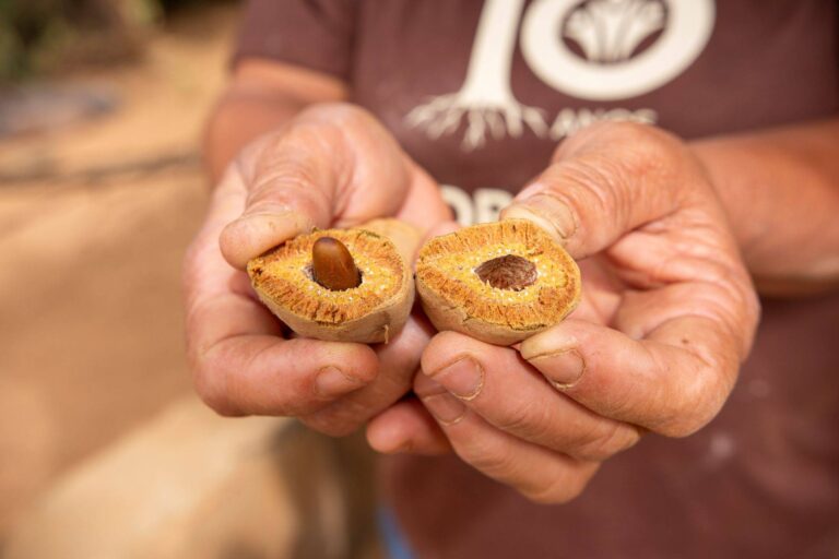 Uma castanha brasileira que ajuda a proteger o Cerrado