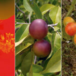pratos podem ser enriquecidos com camu-camu e até tanajura