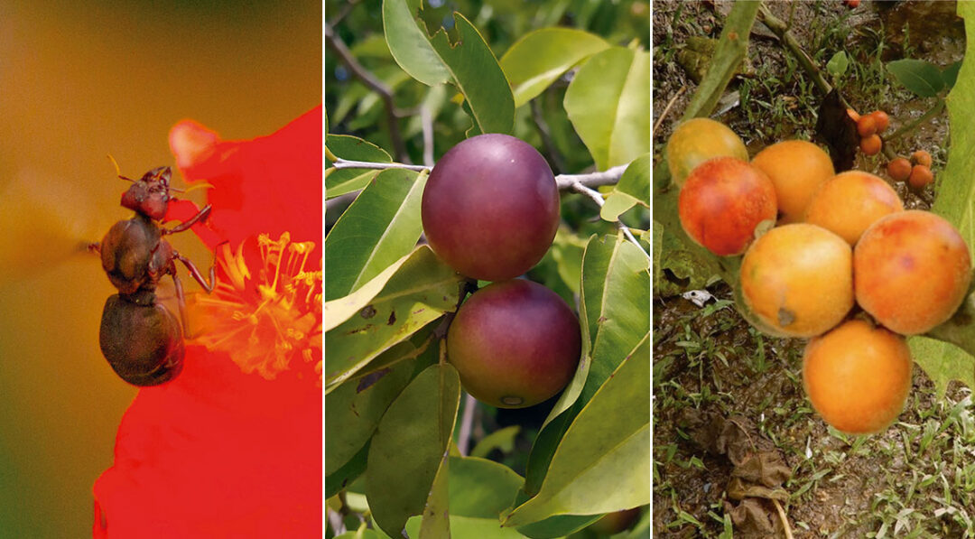 pratos podem ser enriquecidos com camu-camu e até tanajura