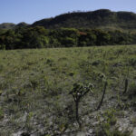 A crise do Cerrado em revisão: – 6. Floresta invertida